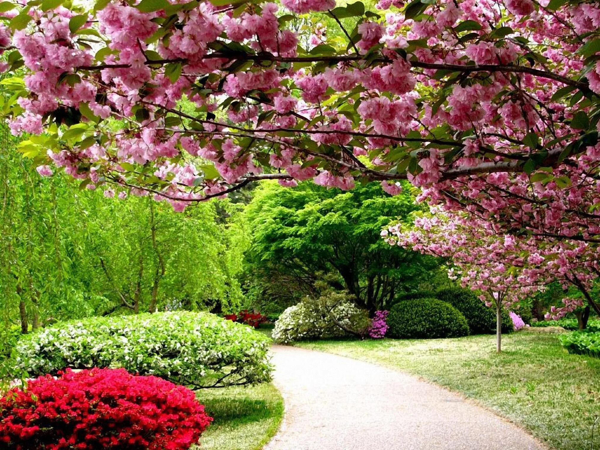 Сад Кавати Фудзи. Весенний сад (Spring Topiary Garden). Сад с деревьями и цветами. Сад Сакуры. Сакура цветет в саду