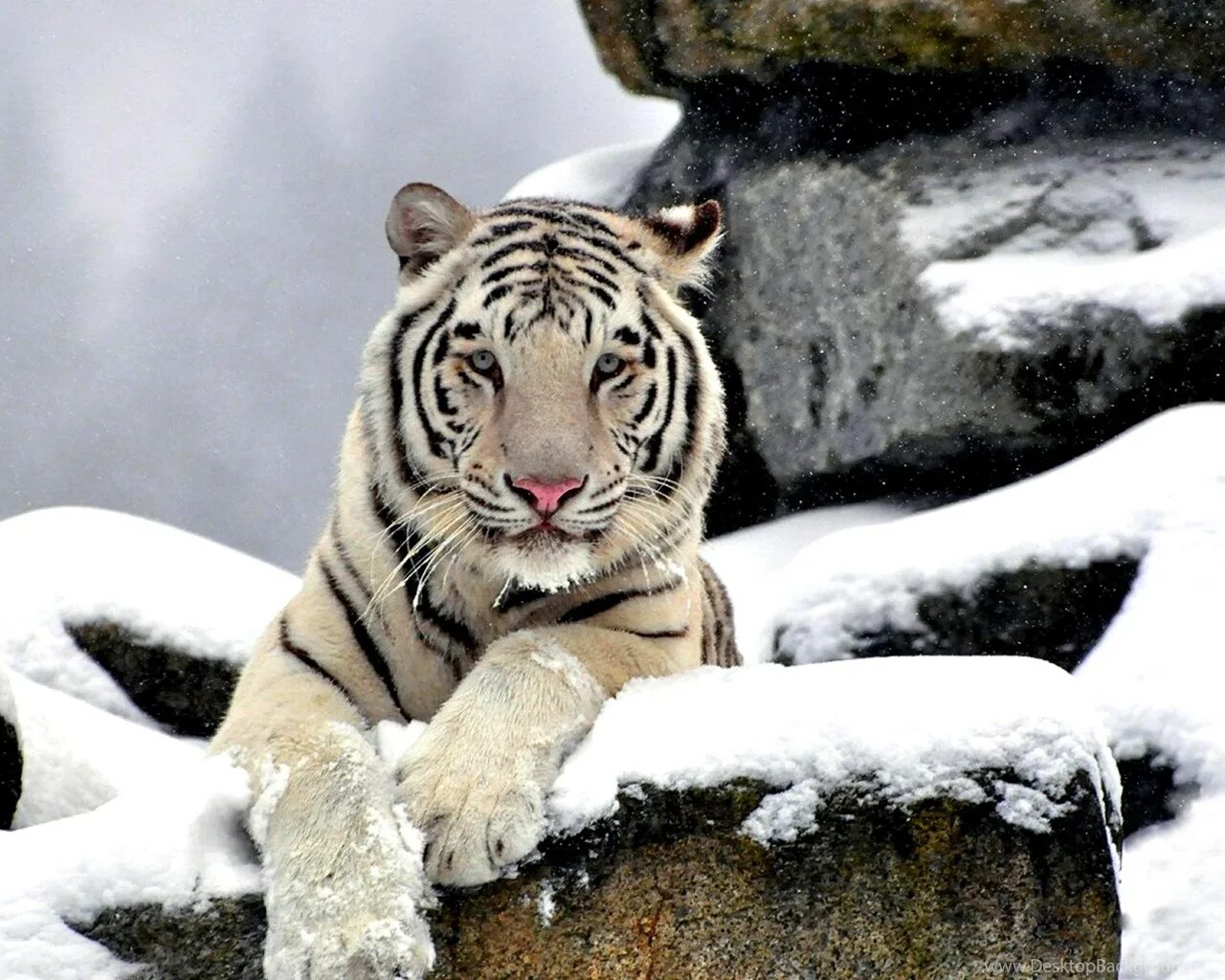 Какой тигр белый. Амурский тигр белый. Тигр и белый тигр. Амурский тигр и белый тигр. Снежный тигр.
