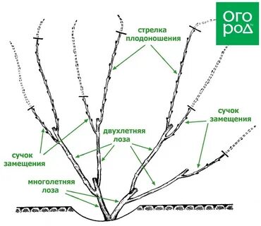 Как правильно обрезать виноград летом: схема для зеленых молодых побегов, сроки 