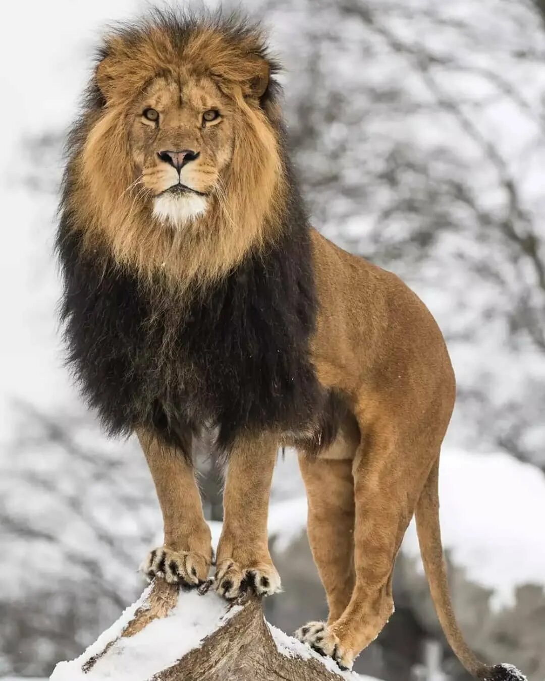 Про диких львов. Panthera Leo melanochaita. Лев. Красивый Лев. Самый красивый Лев.