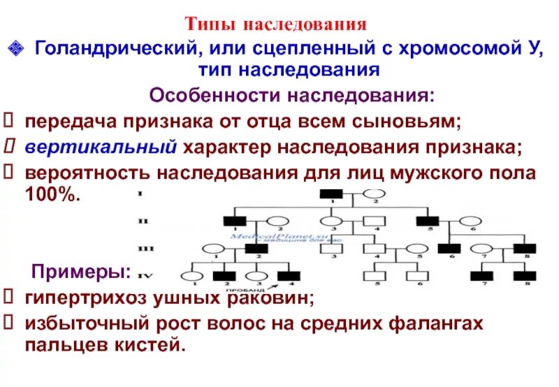 Наследственные признаки передают. Гипертрихоз голандрический Тип наследования. Голандрический Тип наследования схема. Голондрический Тип наследования. 9331 Тип наследования.