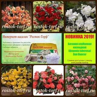 Росток интернет магазин каталог