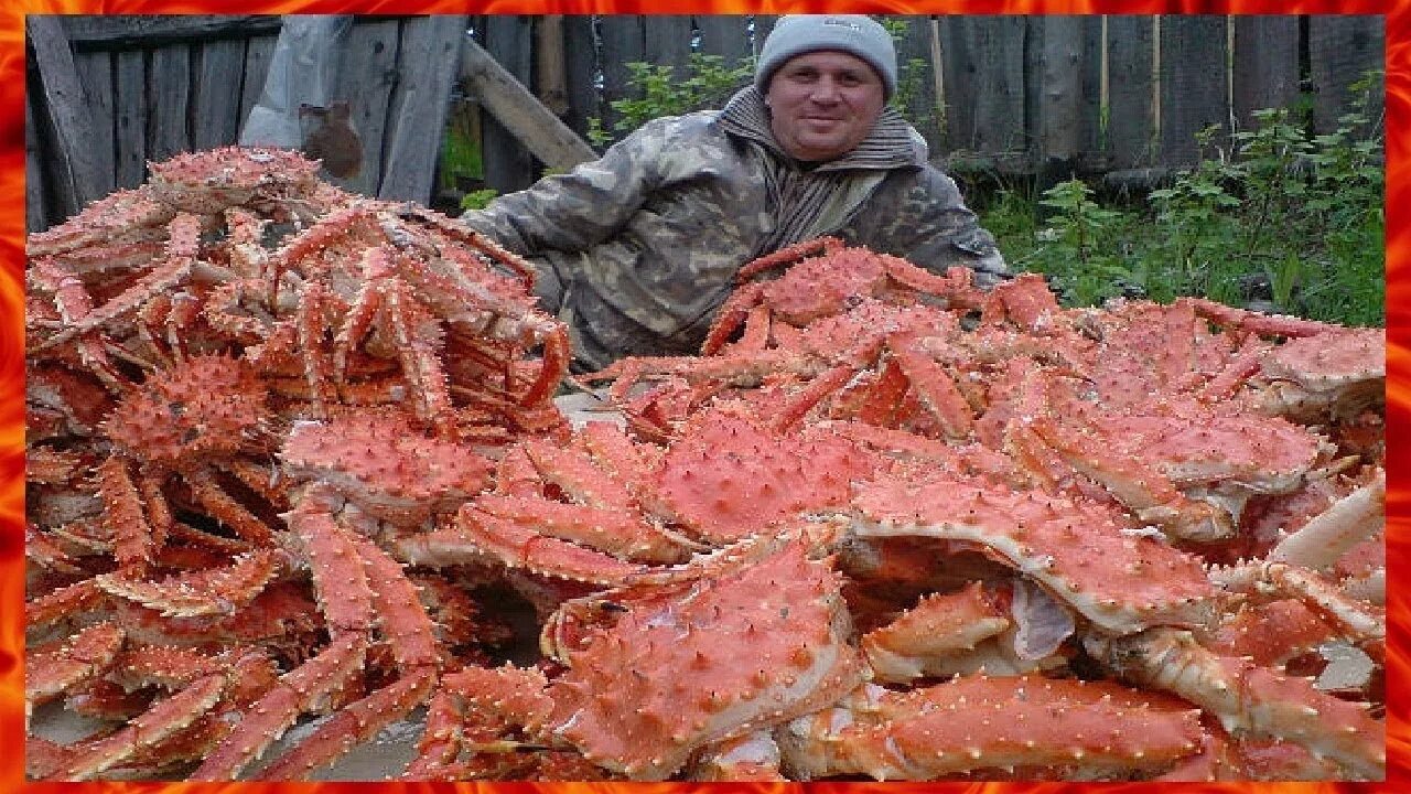 Фото огромного рака. Сахалинские камчатские Крабы. Сахалинский Королевский краб. Камчатский краб Сахалин. Ловля Камчатского краба.