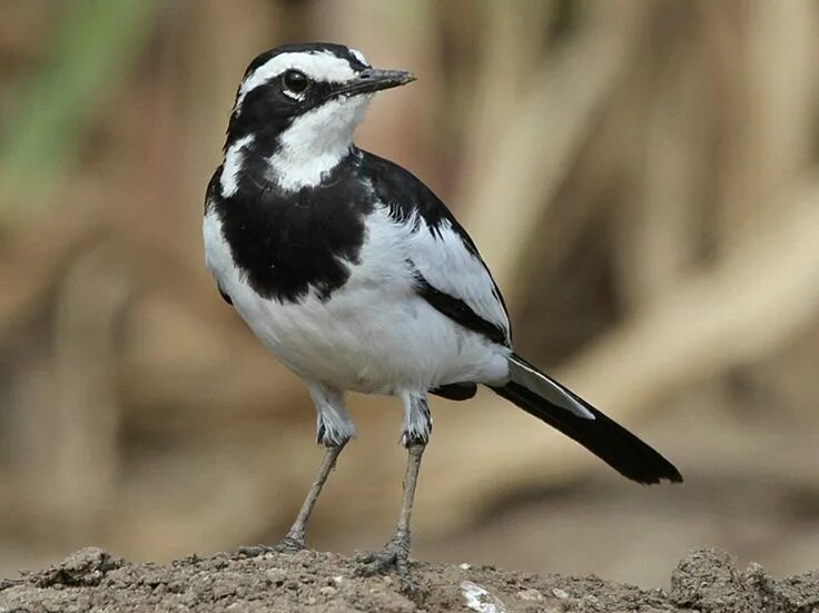 Кедровка. Птица с белым пятном. Птица с белым пятном. Дальневосточная горихвостка. Горихвостка-чернушка.