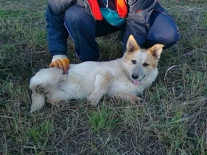 Собаки красноярск