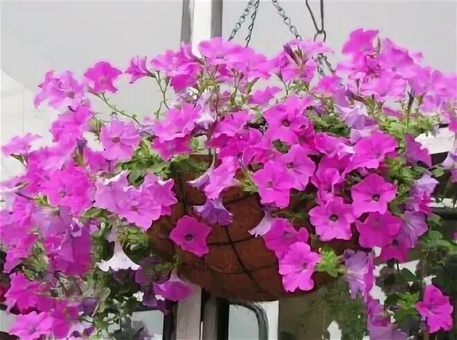 Петуния тайфун. Рейтинг петуний. Петуния многоцветковая рассада. Петуния мелкоцветковая пикобелла микс. Петуния флорибунда.