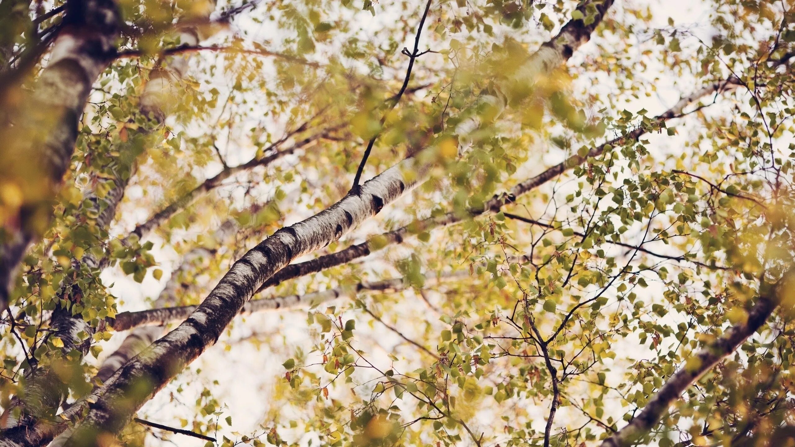 Март капель. Дерево с опавшей листвой. Трепещут ветки. Осина дерево весной. Трепещут ветки.