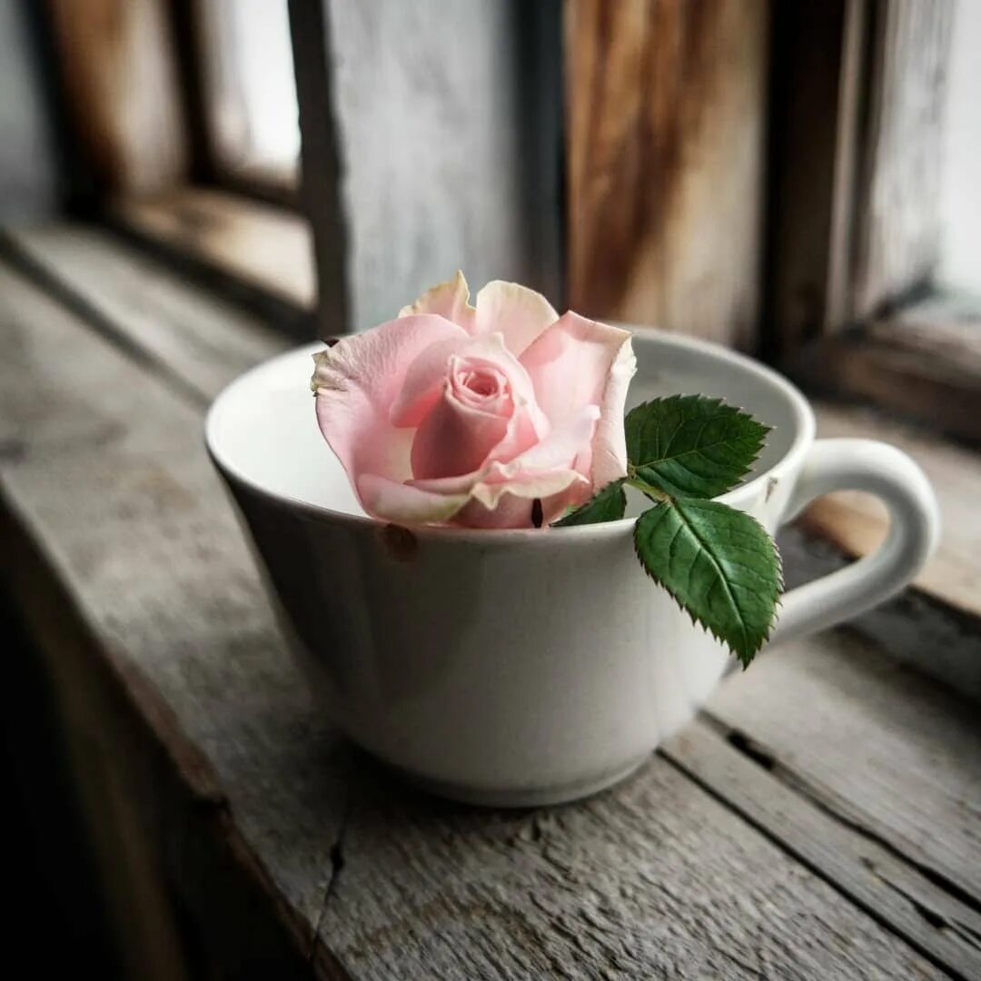 Цветы в кружке. Красивые цветы в чашке. Wdtns d XFIR. Цветочки в чашке. Rose cup