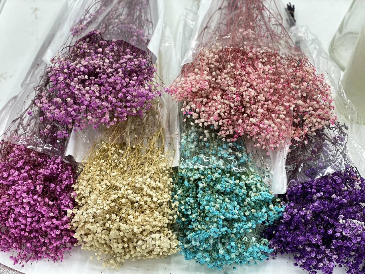 Гипсофила вайт метельчатая. Гипсофилы какого цвета. Гипсофила тинтед. Радужная гипсофила семена. Гипсофила метельчатая сноуфлейк.