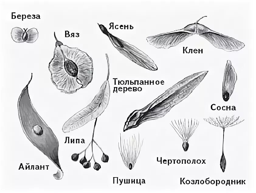 Плоды распространяемые ветром