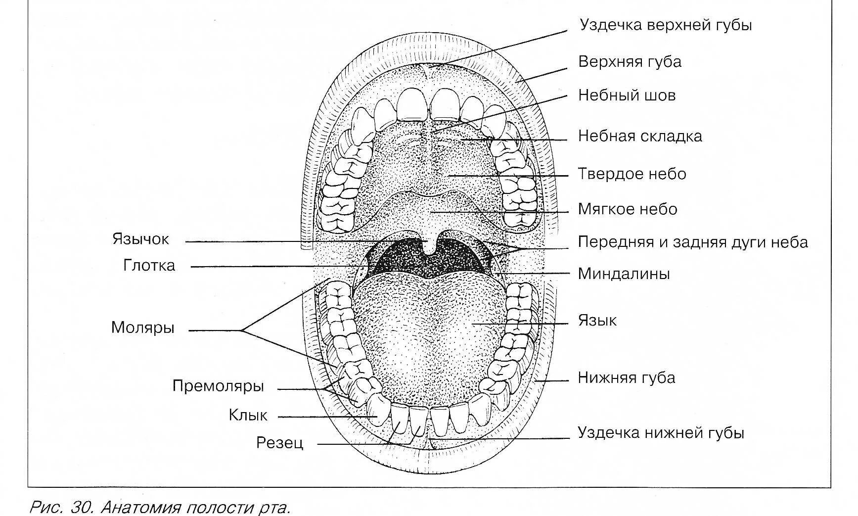 Строение ротовой полости схема. Язык ротовой полости человека схема. Строение ротовой полости человека анатомия. Полость рта схема анатомия. Что есть во рту человека