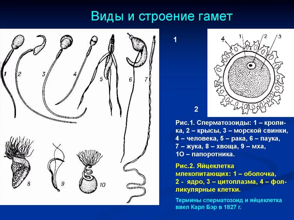 Мужская гамета. Сперматозоид саговника. Строение гамет. Строение сперматозоида морской свинки. Мужские гаметы саговника.