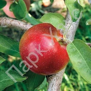 Сорт либерти яблонь фото