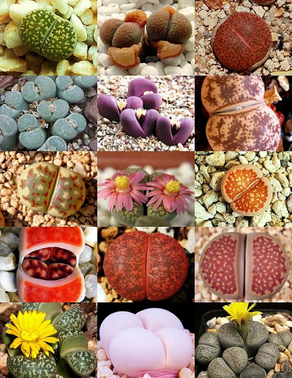 Живые камни семена. Литопс Джезин. Кактус Литопс микс. Lithops lesliei. Литопс микс d9.