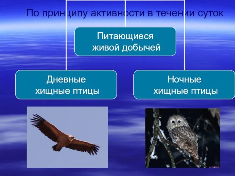 Признаки птиц 7 класс. Хищные птицы презентация. Ночные м лневные птмцы. Дневные Хищные птицы презентация. Дневные и ночные Хищные птицы.