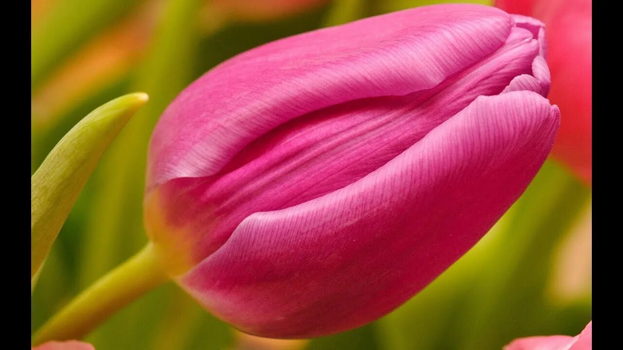 Is not a rose is a tulip