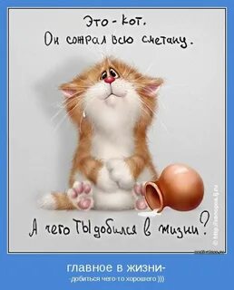 Прошел день кота