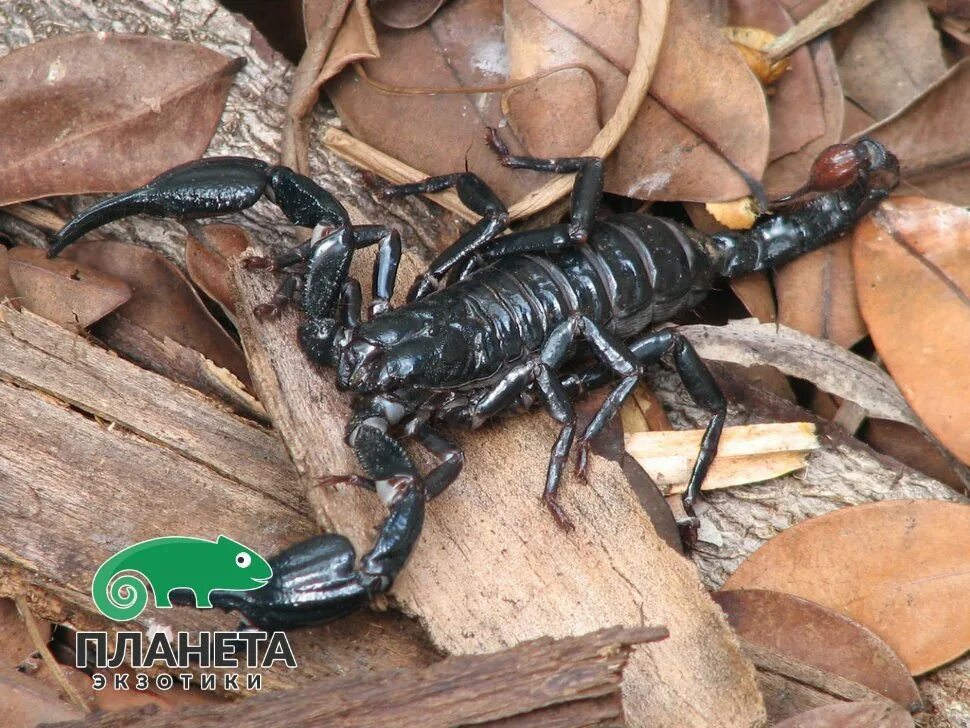 Какой тип характерен для азиатского скорпиона. Скорпион Heterometrus. Heterometrus spinifer. Heterometrus longimanus. Скорпион азиатский голубой Лесной (Heterometrus cyaneus) 5607.