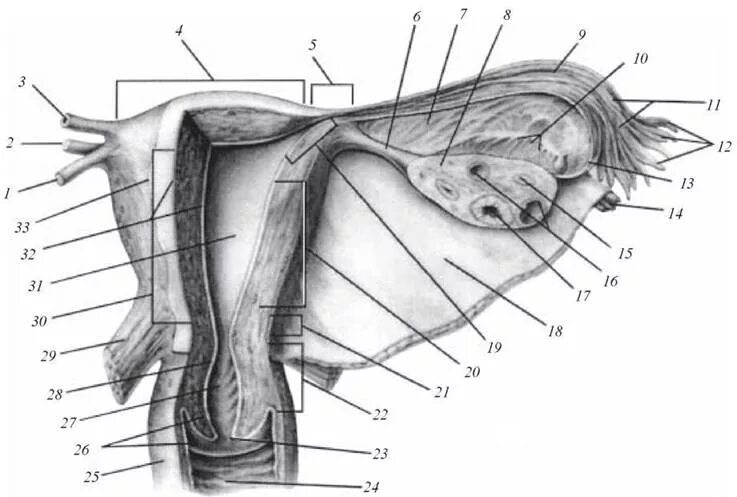 Крестцово маточные связки анатомия. Кардинальные связки матки анатомия. Круглая связка матки.