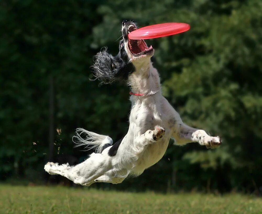 Летающая такса. Остров летающих собак гремиха. Танцующая собака. Остров летающих собак. Остров врангеля лемминги.