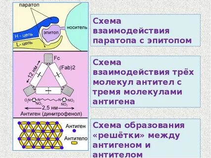 Активные антитела