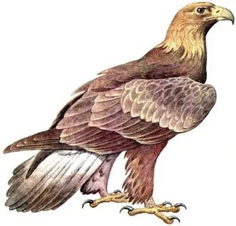 Гаремдегі жалаңаш әйелдердің суреттері