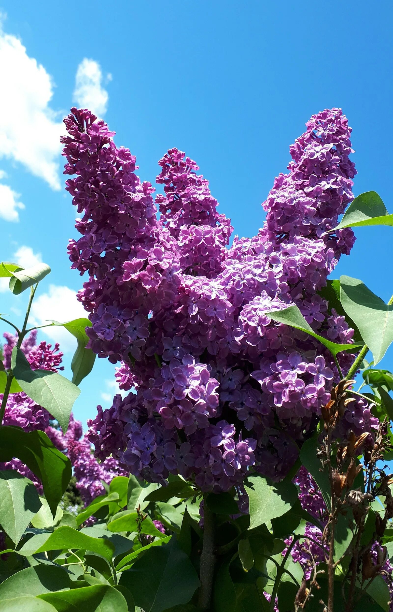 Королевская сирень. Бакр сирень. Сирень кэнди роуз. Бакр сирень. Бакр сирень.