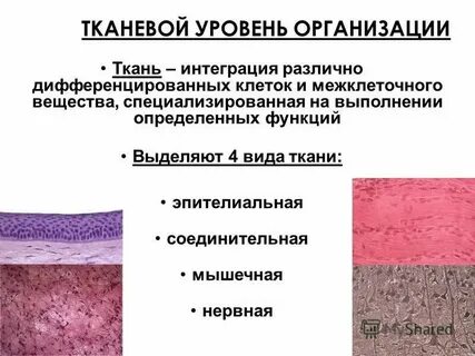 Межклеточное вещество нервной системы