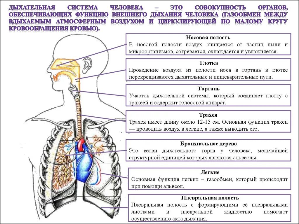 Строение и функции отделов дыхательной системы. Схема строения дыхательной системы. Дыхательные пути человека схема. Структурные элементы дыхательной системы.