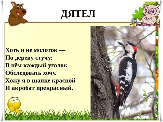 Дятел стучит. Клювы птиц дятел. Дятел долбит кору деревьев. Как долго стучал по дереву дятел 4. Дятел стучит по дереву.