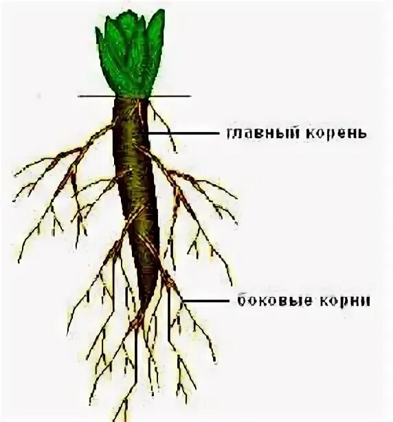 Пояснение корень. Главный и боковые корни. Корневая кедра. Строение корня сверху. Корень схематично.