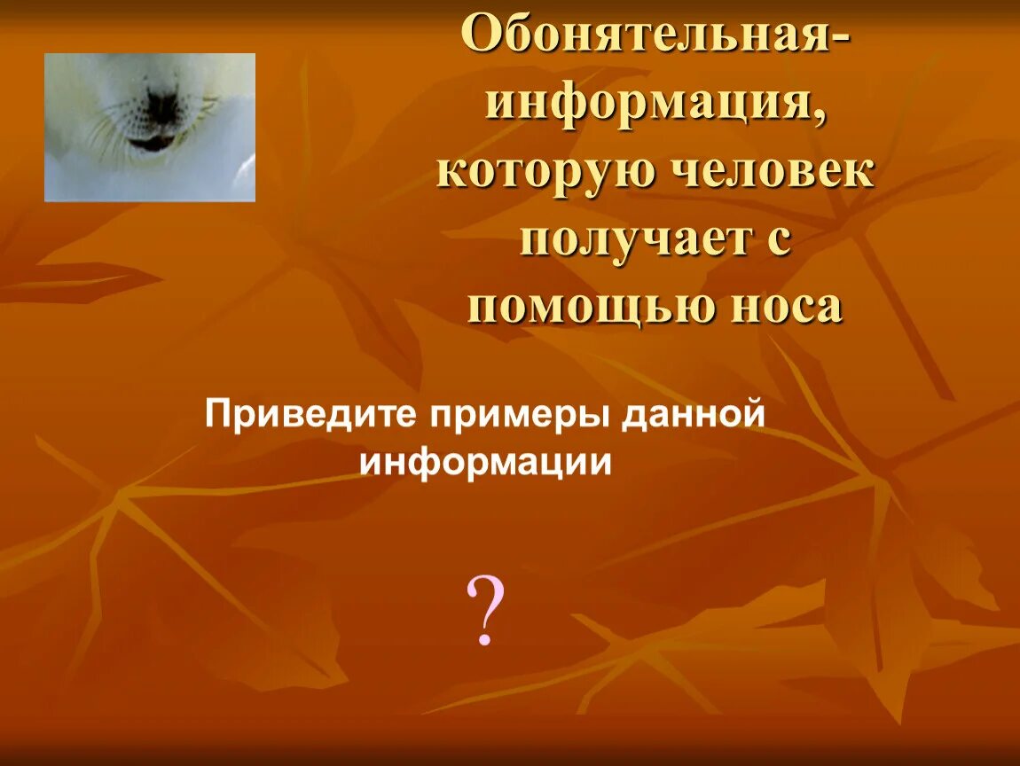 Обонятельная информация примеры. Виды информации обонятельная примеры. Обонятельная информация например. Источник обонятельной информации.