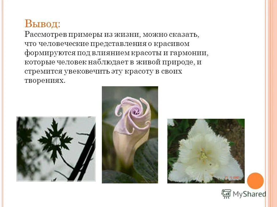 жизненные примеры красоты. понимание красоты в искусстве. примеры красоты в жизни. жизненные примеры красоты. практика внутренняя улыбка.