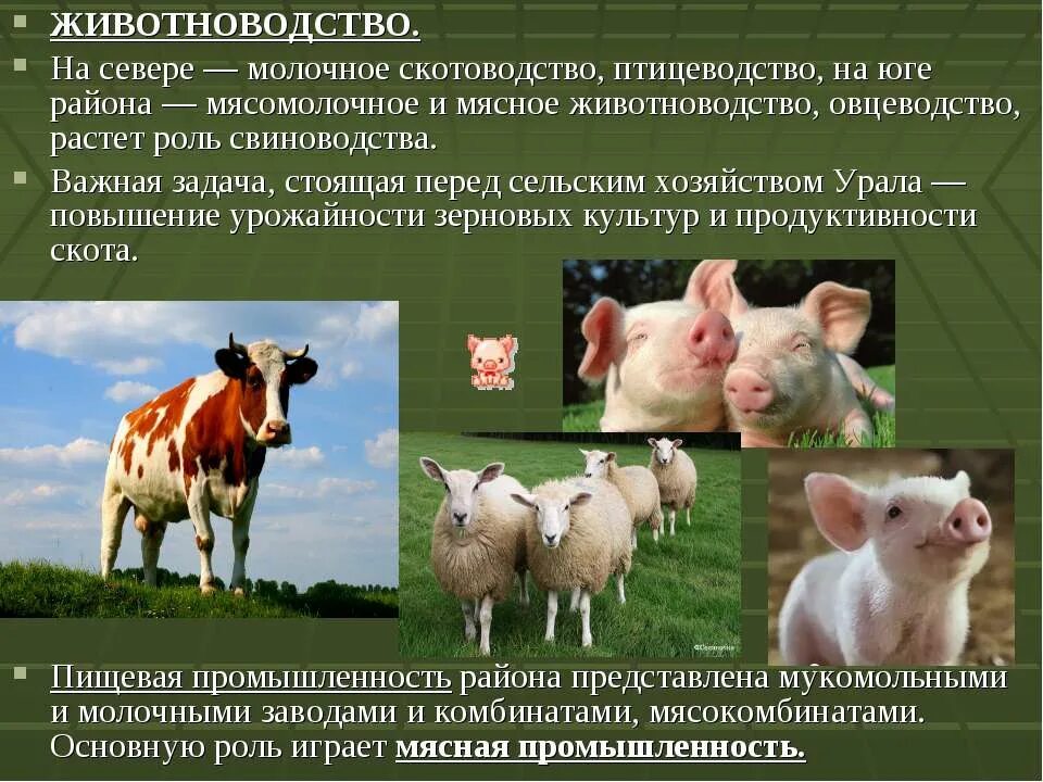 сельское хозяйство урала география. хозяйство района урала. презентации по металлургии. хозяйство урала 9 класс география. молочное скотоводство на карте.
