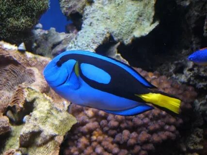Blue fishing