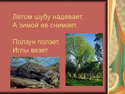 Загадка летом шубу