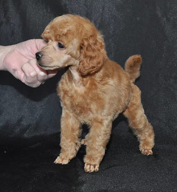 карликовый пудель размеры. миниатюрный карликовый пудель. средний пудель абрикосовый. карликовый пудель размеры. карликовый пудель размеры.