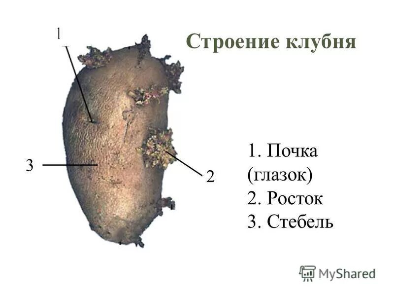 строение клубня 6 класс биология лабораторная. рассмотрите клубень картофеля. строение видоизмененного побега картофеля клубня картофеля. клубень и столоны картофеля. почки клубня.