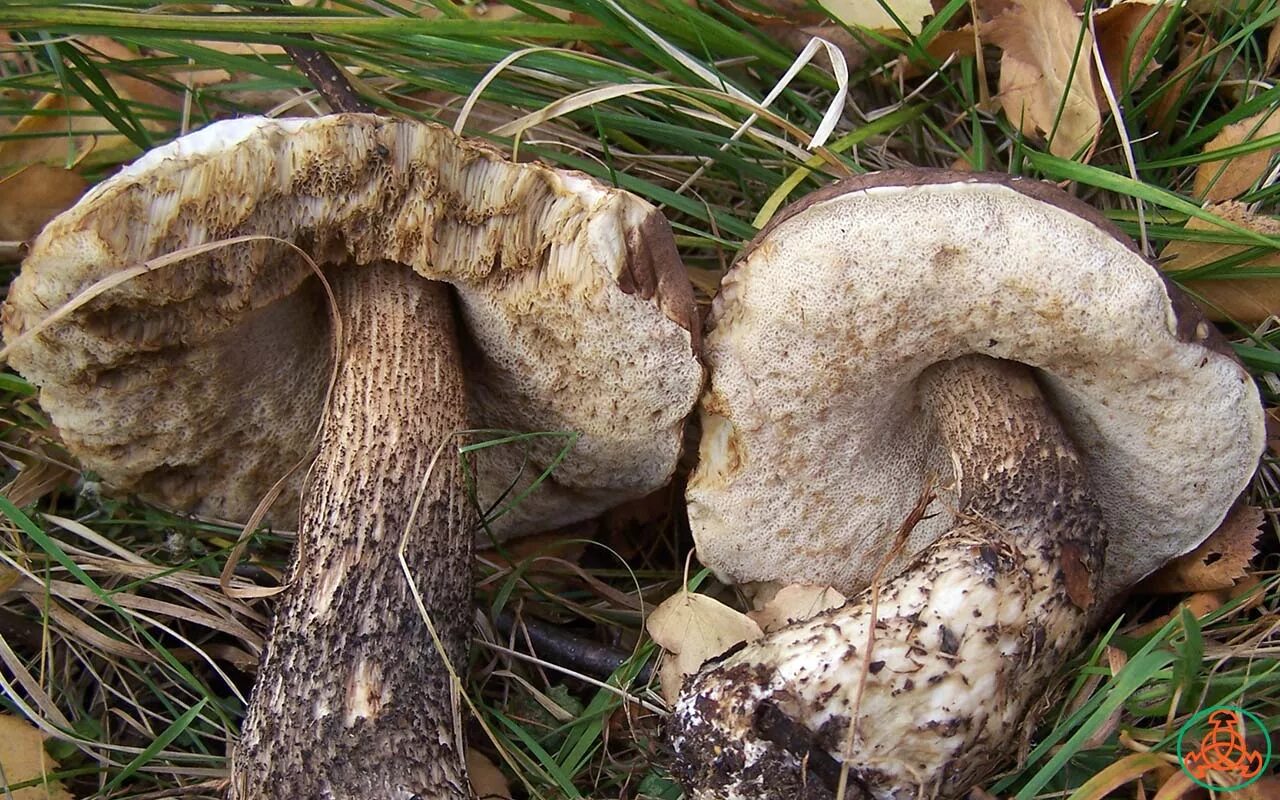 Подберёзовик обыкновенный. Гименофор подберезовика. Leccinum scabrum подберезовик обыкновенный. Пластинчатые грибы подберезовик. Подберезовик пластинчатый