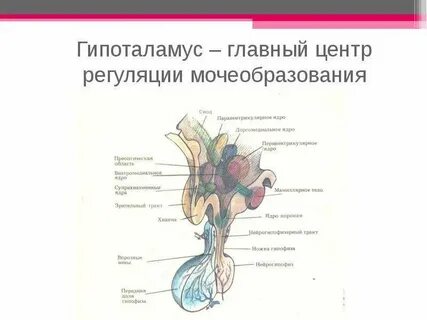 Гипоталамус у животных