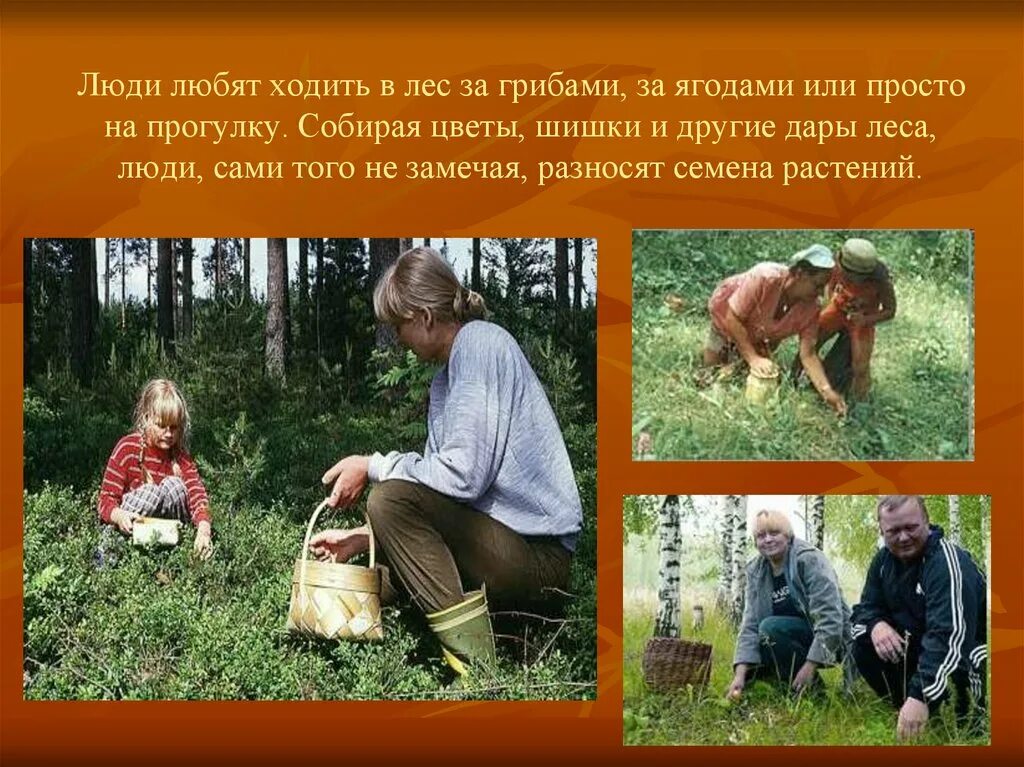 Люблю ходить в лес. Сочинение на тему в лес за грибами. сочинение как я ходил за грибами. мы шли за грибами в лес. ходили в лес за ягодами.