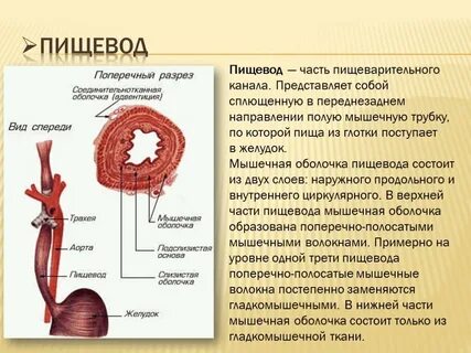 Пищевод особенности строения
