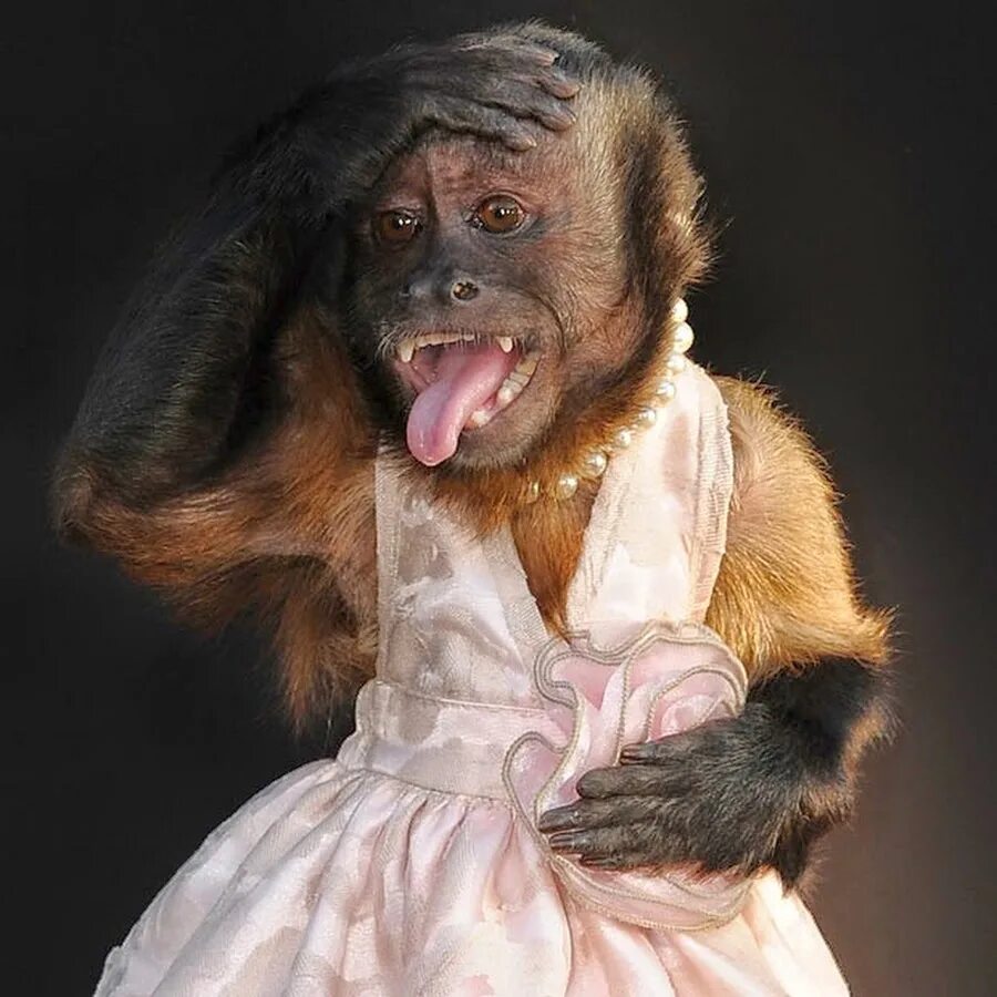 Шимпанзе девушку. Обезьяна в платье. Мартышка в платье. Обезьяна в одежде. Шимпанзе в платье.