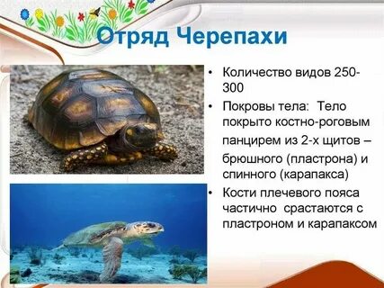 Покров черепных