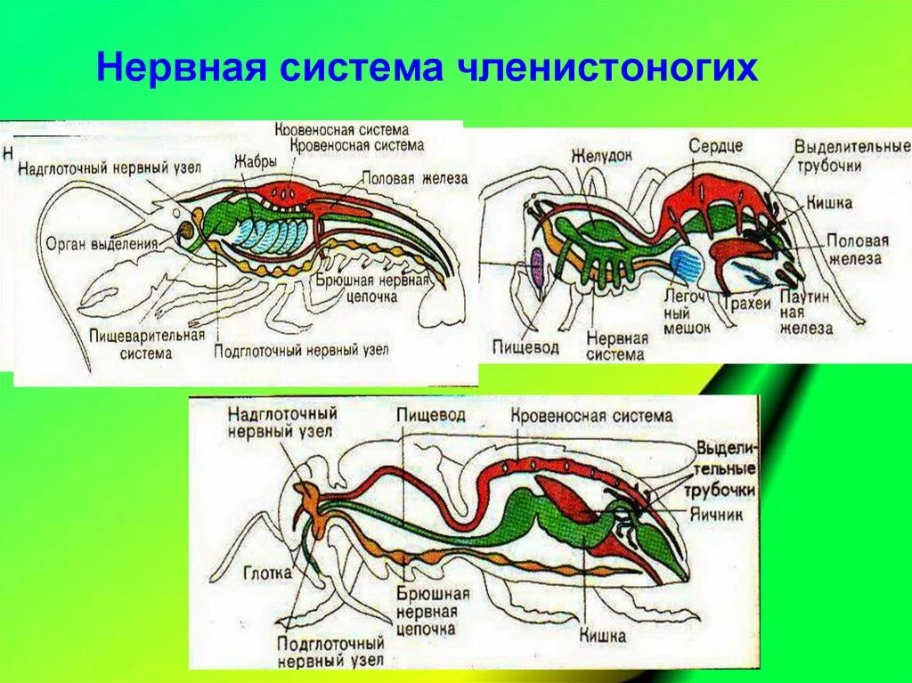 Членистоногие нервная система