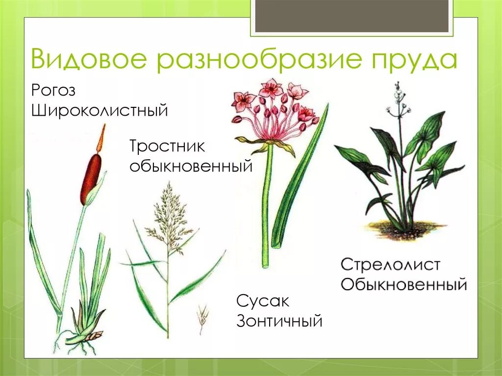 Видовое разнообразие это. Рогоз строение листа. видовое разнообразие. рядовое разнообразие. видовое однообразие.