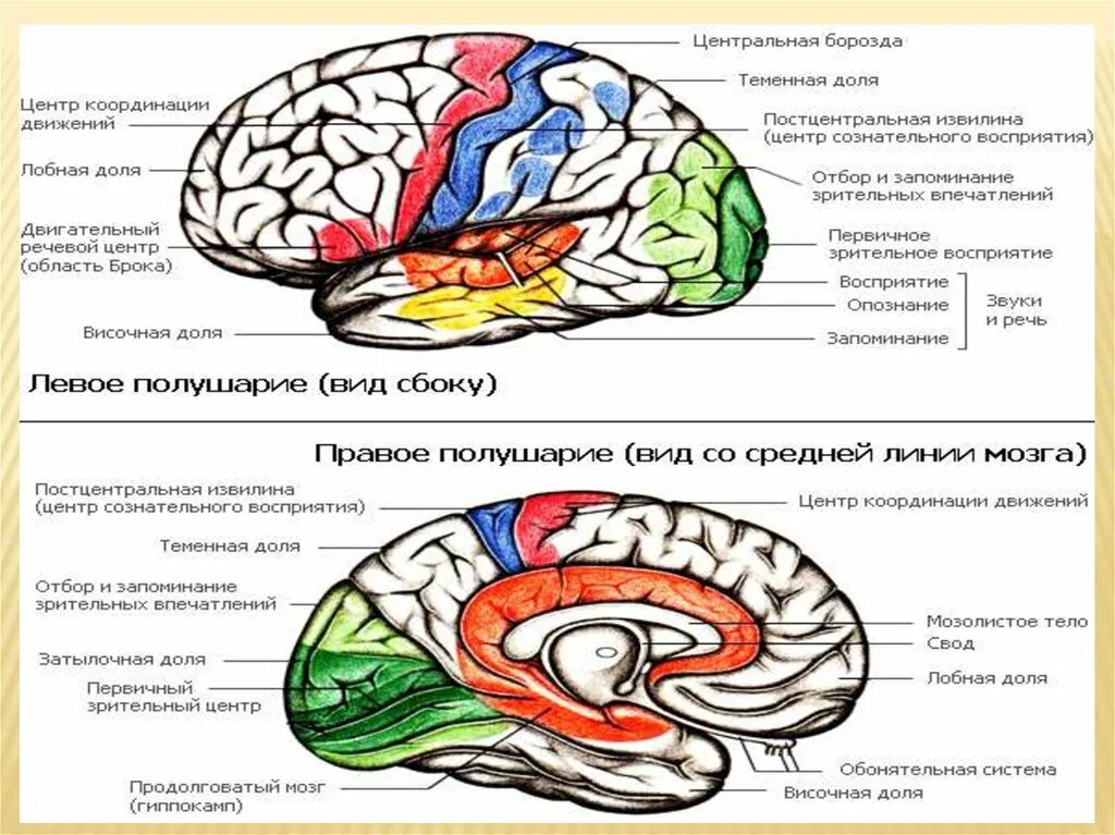 Пространство в лобных и теменных долей