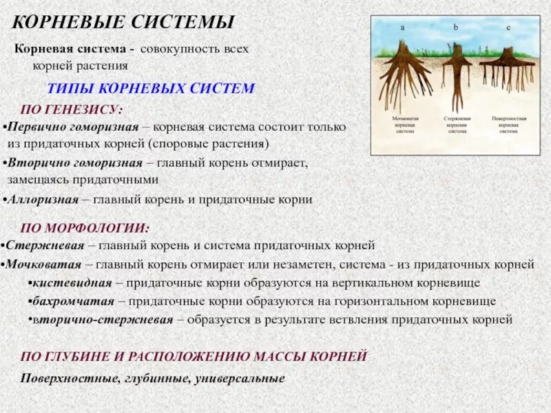 Каково значение корневого. Корневая система. Корень и корневая система. Виды корневых систем растений. Типы корневых систем.