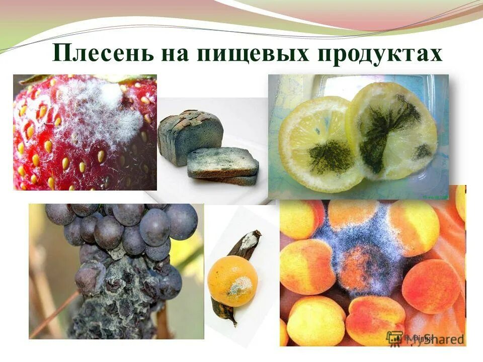 Плесень на продуктах. Плесень на продуктах питания. Виды плесени. Плесневые фрукты. Плесень питание