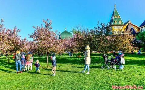 Коломенский парк цветение